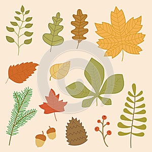 Autumn leaves collection.