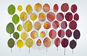 Autumn leaves. Collection of multi-colored bright leaves on a white background