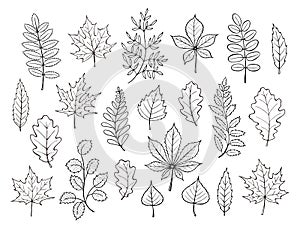 Autumn leaves collection vector illustration