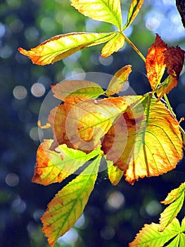 Autumn leaves color change, backlighted, with bokeh effect