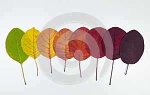 Autumn leaves color change. Multicolored bright leaves isolated on white background. Autumn leaves concept