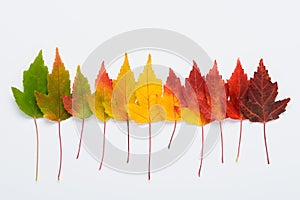 Autumn leaves colorful rainbow gradient transition. Seasons life cycle