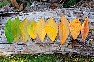 Autumn leaves colors