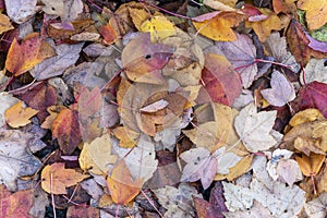 Autumn leaves colour background