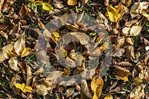 Autumn leaves colour background