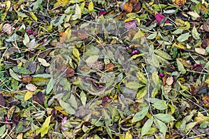 Autumn leaves colour background