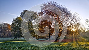 Autumn leaves colour with sun rays through the maple trees on a foggy morning