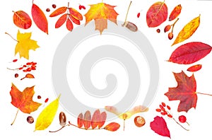 Autumn leaves composition frame isolated on white. Colorful fall leaves background border