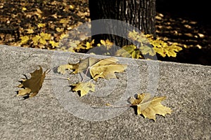 Autumn leaves on a concrete bannister photo