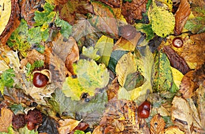 Autumn leaves and conkers