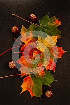 Autumn leaves with conkers on a black background