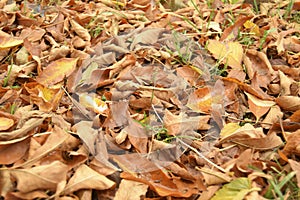 Autumn leaves covered the earth.