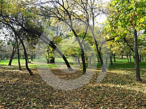 Autumn leaves covering the ground in the park