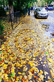 Autumn leaves covering a street