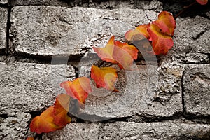 autumn leaves of creeper plant growing on grey wall