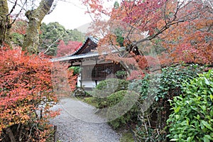 Autumn leaves in Daigoji Temple, Kyoto, Japan