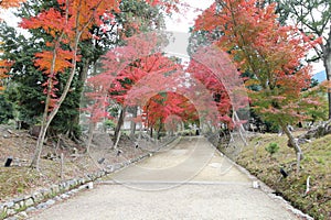Autumn leaves in Daigoji Temple, Kyoto, Japan