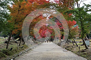 Autumn leaves in Daigoji Temple, Kyoto, Japan