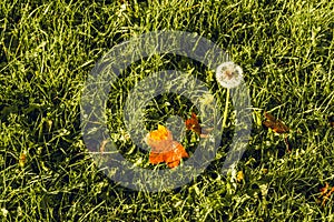 Autumn leaves and dandelion on grass field on sunny morning