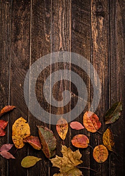 Autumn leaves on a dark old wood background with copy-space. Bright autumn leaves bordering on rustic wooden boards. Top view.