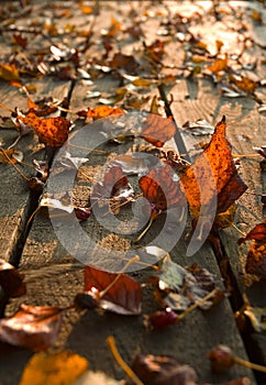Autumn leaves on deck