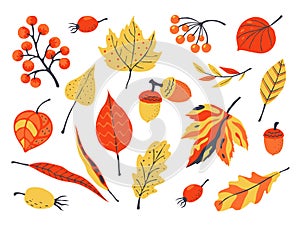 Autumn leaves. Decoration hand drawn elements for fall greeting and invitation cards, cartoon garden elements. Vector photo