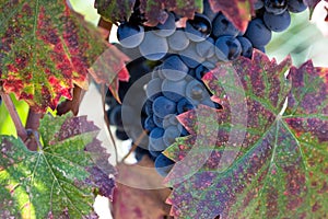 Autumn leaves dew laden blue wine grapes photo