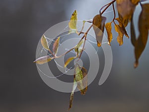 Autumn leaves with dew and spider webs closeup