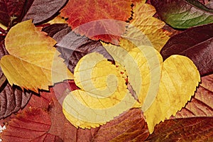 Autumn leaves of different colors, autumn background. Leaves close-up. Leaves in the form of hearts