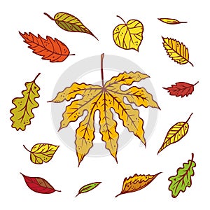 Autumn leaves different trees set september or october leaf fall. Vector outline illustration sketch colourful isolated
