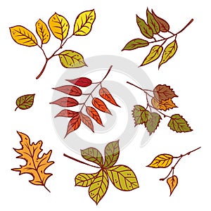 Autumn leaves different trees set september or october leaf fall. Vector outline illustration sketch colourful isolated