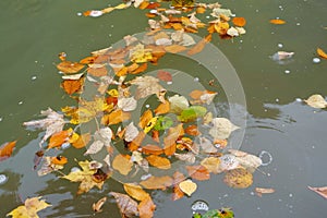 Autumn leaves drift in the river