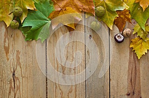 Autumn leaves and dry fruits