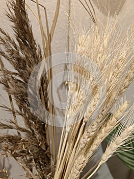 Autumn leaves and dry wild grasses or herbs isolated on white background. Border of autumn plants