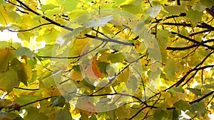 Autumn Leaves. Fall background