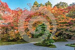 Autumn leaves Fall foliage at Tenjuan Temple raked gravel Rock Garden.