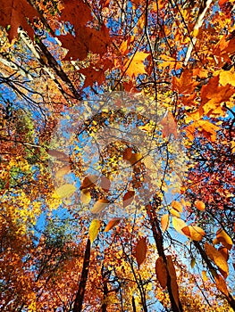 Autumn Leaves Fall nature art abstract colos tree photo