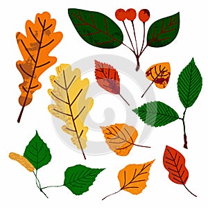 Autumn leaves. Fall orange yellow green foliage. Oak birch apple tree hand drawn elements with stamp texture, modern trendy