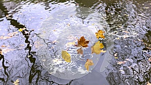 Autumn leaves fall in puddle trees reflection in water on asphalt in city  park nature landscape