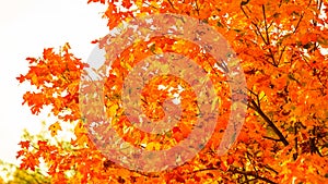 Autumn leaves fall trees nature background