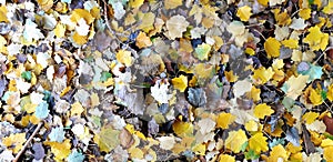 Autumn leaves fallen on the ground. Autumn collage of yellowing leaves.