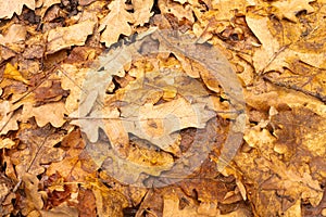 Autumn leaves: fallen oak leaves, the smell of the forest. Nature concept