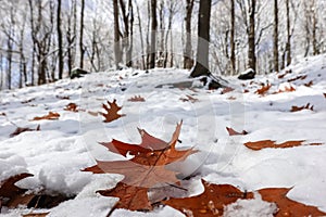 Autumn leaves fallen on snowy ground in overlapping seasons in 2019- 2020
