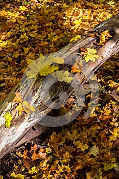 Autumn leaves on a fallen tree in a forest