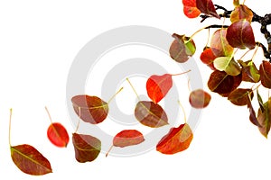 Autumn leaves falling