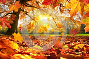 Autumn leaves falling on the ground in a park