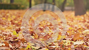 autumn leaves falling on the ground in town park vintage toned