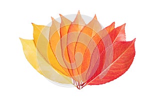 Autumn leaves fan out and form a gradient of color from yellow to red.