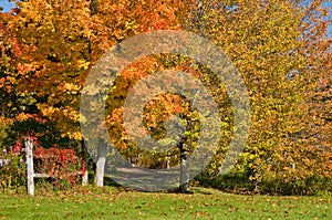 Autumn leaves and fence