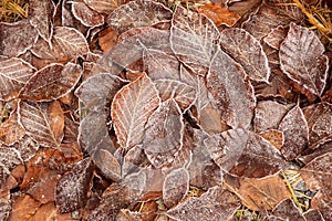 Autumn leaves in first early frost. Winter background